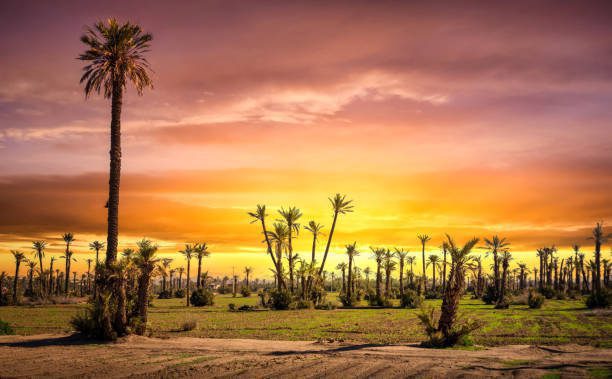 Warm Moroccan Welcome: