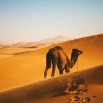 Beyond the Souks: Cultural Journeys through Morocco’s Hidden Gems